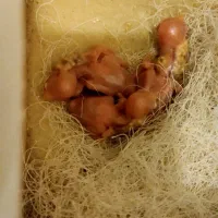 جوجه فنچ نرگسی شکلاتی