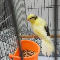 قناری خوش رنگ نر جوان