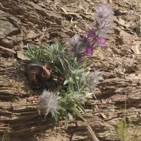 بره نر بهاره
