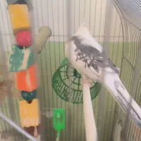 عروس هلندی سخن گو همراه با جوجه|پرنده|آشخانه, |دیوار