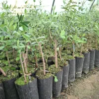 فروش نهال زیتون تخم کپکی