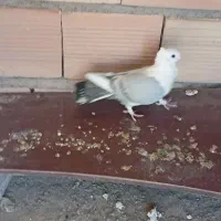 کبوتر بلژیکی|پرنده|سمنان, |دیوار