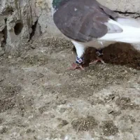 کفتر|پرنده|مشهد, همت آباد|دیوار