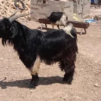فیروزآباد فارس