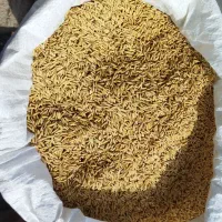 تیم بینج بذر شالی