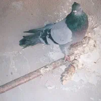 کبوتر سبز|پرنده|ساوه, |دیوار