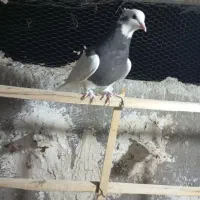 کبوتر طوقی|پرنده|قزوین, |دیوار