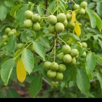پیوند گردو
