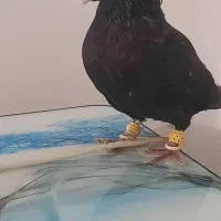 اشعل نر چشم نوک سفید