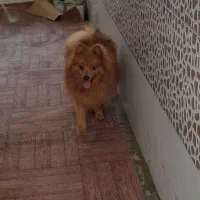 فروش فوری پامر