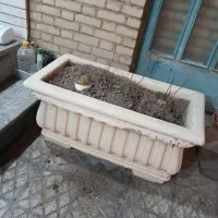 گلدان بزرگ|گل و گیاه طبیعی|اصفهان, جلفا|دیوار