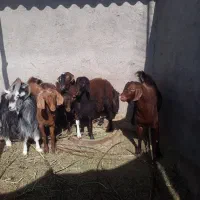 بزغاله نر چاق چاق عالی