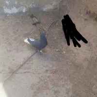 نرزاغ دم سفید|پرنده|بیرجند, |دیوار