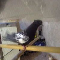 کفتر|پرنده|گلبهار, شهر جدید گلبهار|دیوار