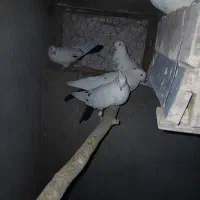 کبوتر قویروخلو