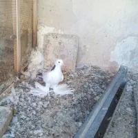 فروش یاهو گردن سیاه قرمز زرد سفید