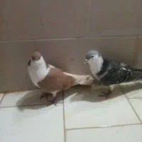 کفتر گرفتنی