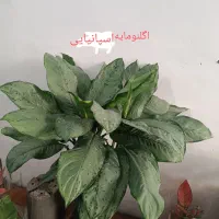 انواع  گل آپارتمانی|گل و گیاه طبیعی|رباط‌کریم, رباط‌کریم|دیوار