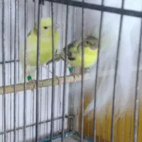 قناری جوان فنچ|پرنده|محمدشهر, ولدآباد|دیوار