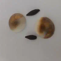 مهره . رزق .روزی