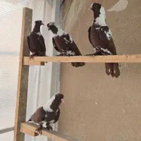 کفتر زینتی کاکولی پاپر سلام