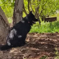 ژرمن|سگ|سقز, |دیوار