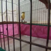 قناری نر مست مست