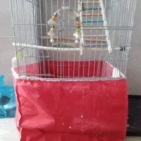 باسلامیک عدد قفس نو|لوازم جانبی حیوانات|بندر گز, |دیوار