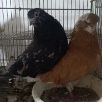 کبوتر نوک قنار و نوک ریز