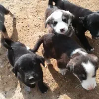 واگذاری توله قهدریجانی قدریجونی