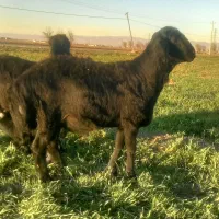 بره قوچ اصل