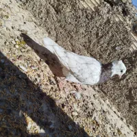 کفتر فروشی هوایی نر چهار تا باهم 700تکی 200|پرنده|طبس, |دیوار