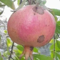 انار شکرو ملس