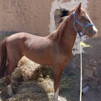 نریان 3ساله
