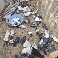 تیدی پلاکی|پرنده|سامان, |دیوار