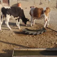 گوساله‌نر‌داشتی