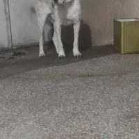 فروش یک قلاد سگ