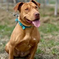 سگ پیت بول ماده