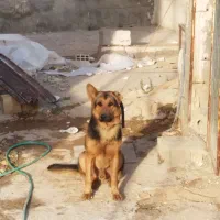 ژرمن ورک گمشده