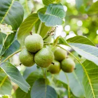 توزیع و فروش نهال گردو تولری|خدمات باغبانی و درختکاری|سجاس رود, |دیوار