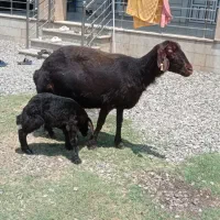 گوسفند  کردستانی بابره