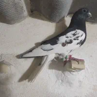 کفتر چپ سیاه نر شقه