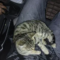 بچه گربه حمایتی