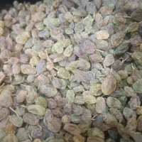 کشمش درجه ۱ سبز و درشت