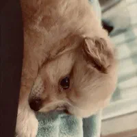 بخاطر نداشتن موقعیت و نداشتن وقت