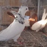 سینه سرخ طوقی کرمانشاهی|پرنده|شیراز, بید زرد|دیوار