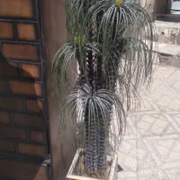 گل مصنوعی