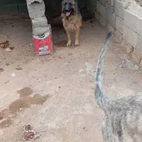 سگ ژرمن|سگ|فولادشهر, مسکن مهر فولادشهر|دیوار