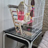 عروس هلندی