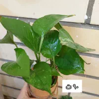 گلهای شاداب وارزان|گل و گیاه طبیعی|چابهار, |دیوار